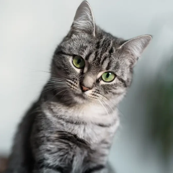 American-Shorthair 01