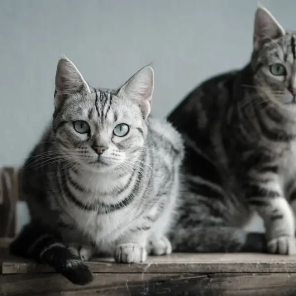 American-Shorthair 02