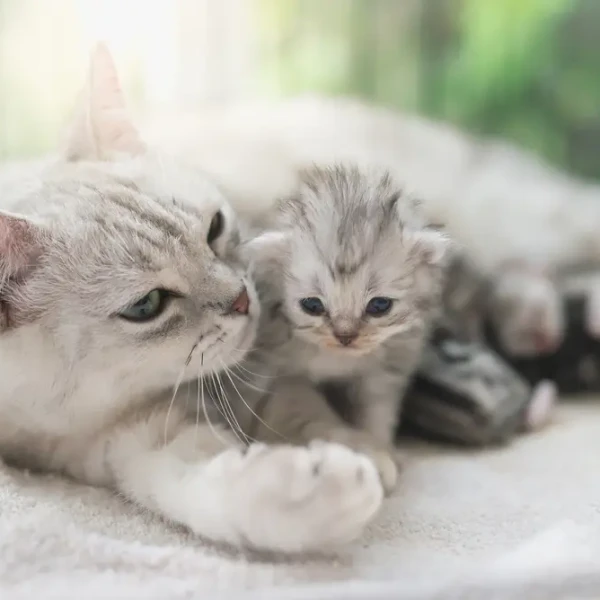 American-Shorthair 03