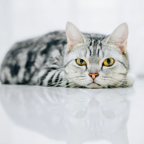 American-Shorthair 04