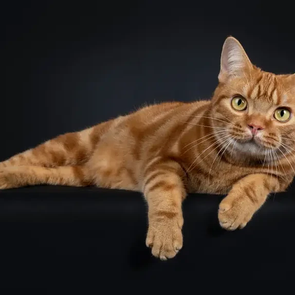 American-Shorthair 05