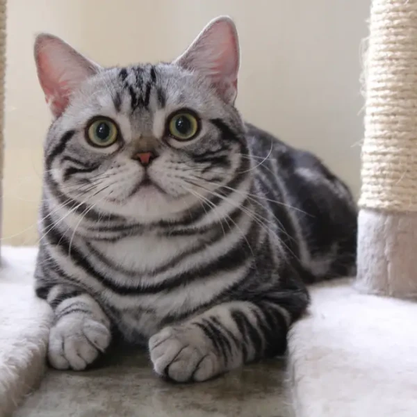 American-Shorthair 06