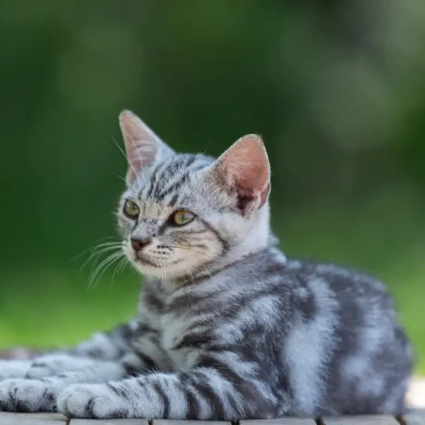 American-Shorthair 07
