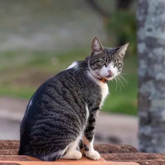 American Wirehair