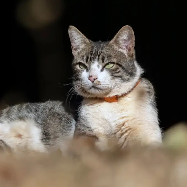 L'American Wirehair, un félin à la fourrure unique