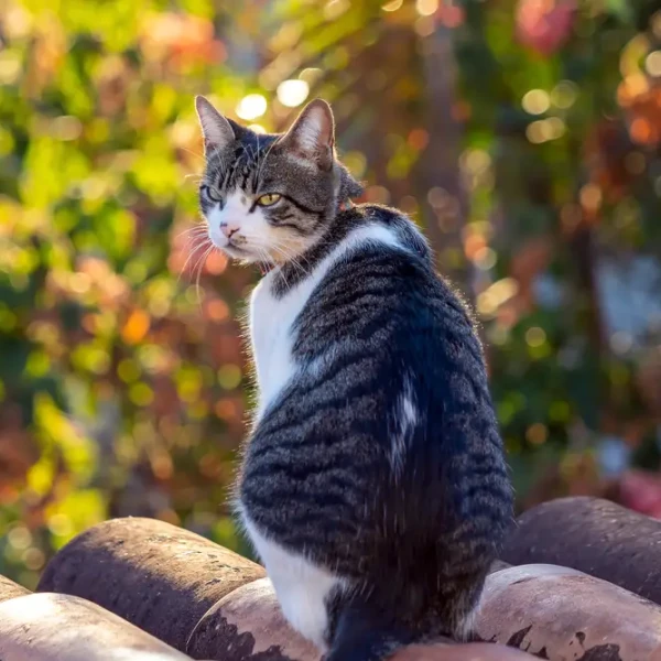 American Wirehair