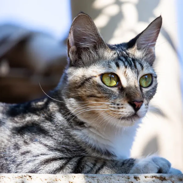 Arabian Mau