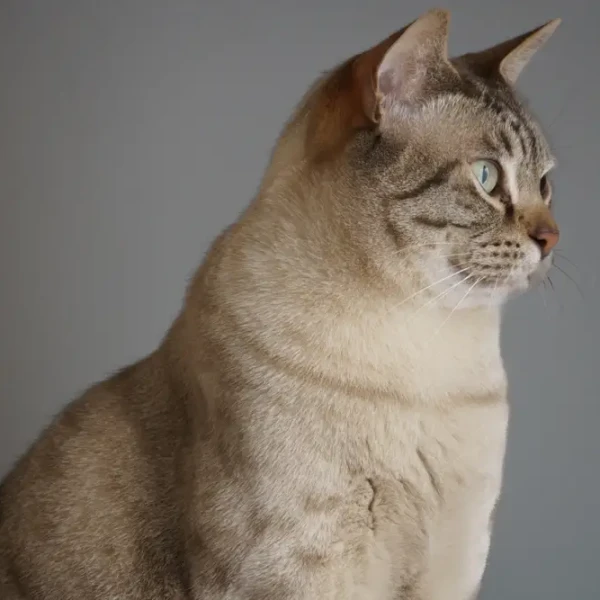 L'Australian Mist, un chat doux comme la brume