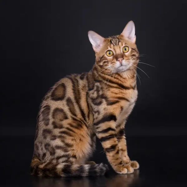 Bengal
