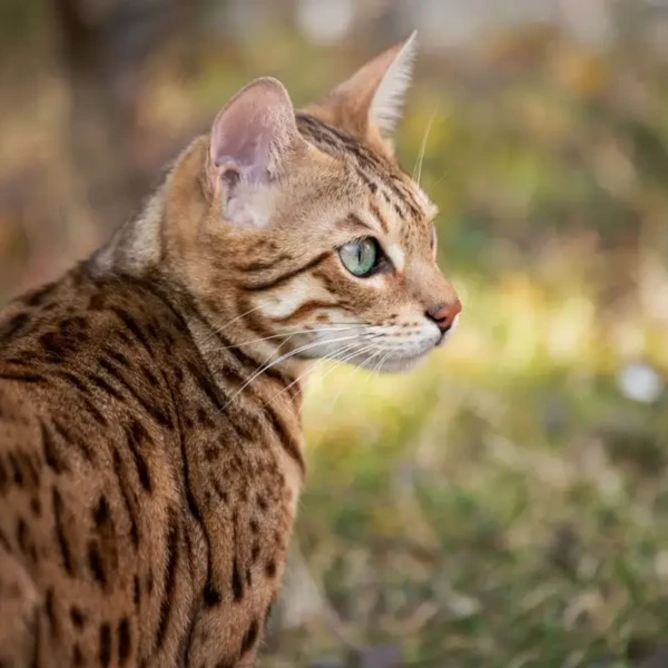 Bengal