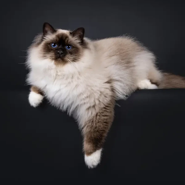 Birman 01