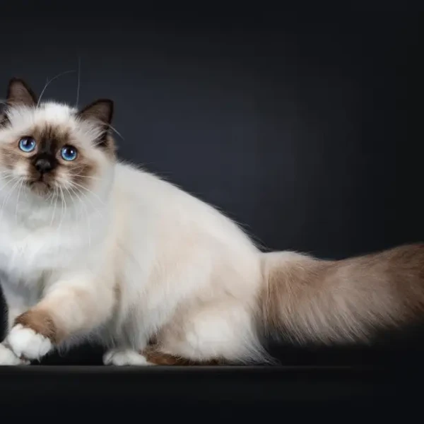 Birman 02