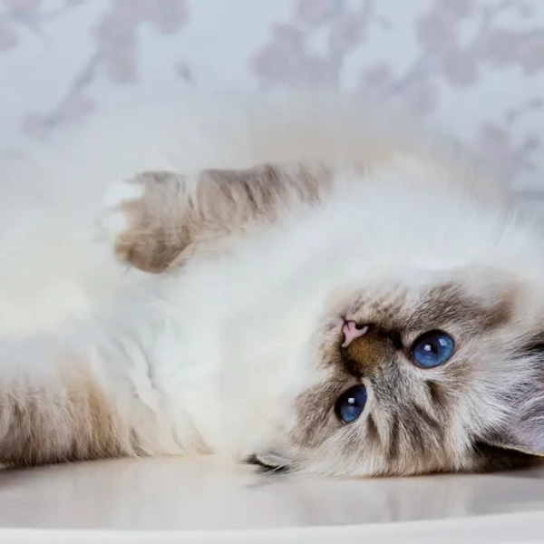 Birman 03