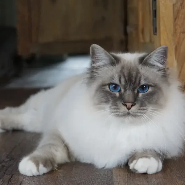 Birman 04