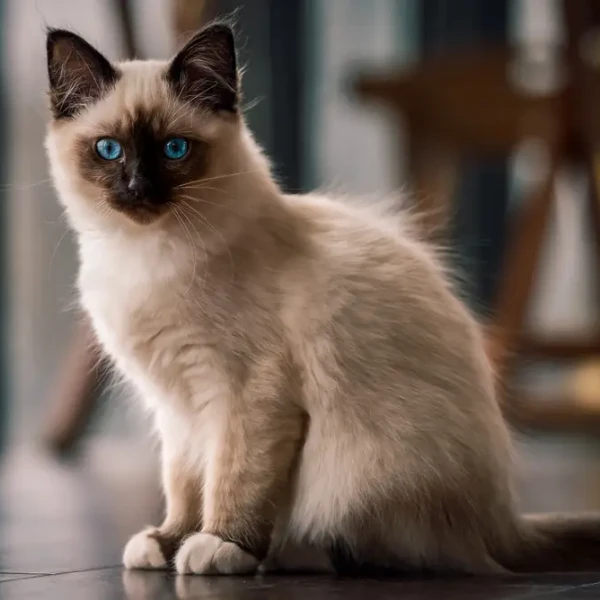Birman 05
