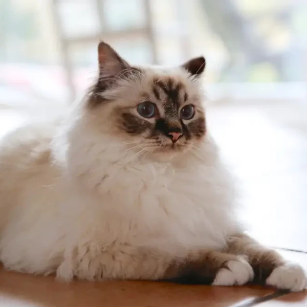 Birman 06