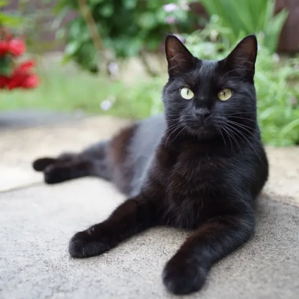 Bombay-Cat 01