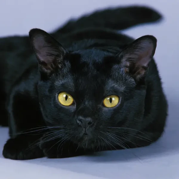 Bombay-Cat 02