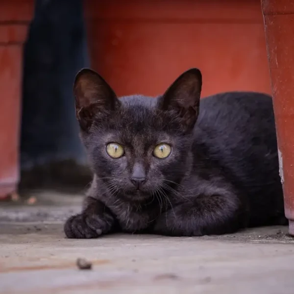 Bombay-Cat 03