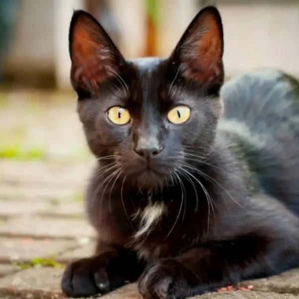 Bombay-Cat 04
