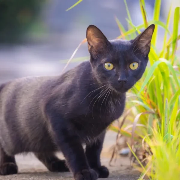 Bombay-Cat 05
