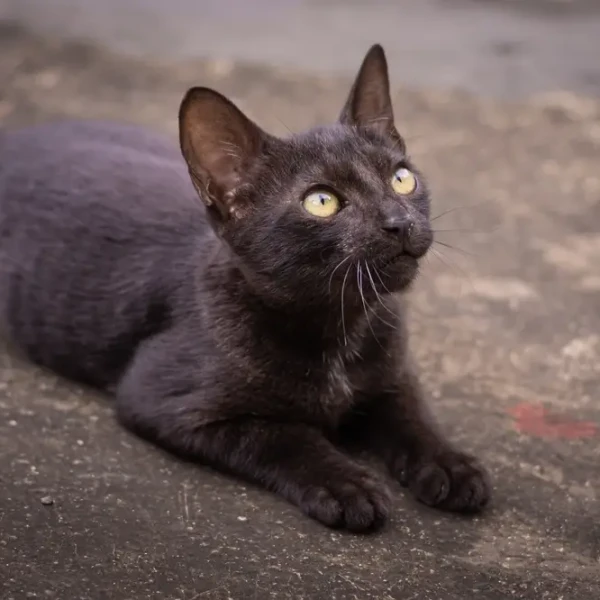 Bombay-Cat 06