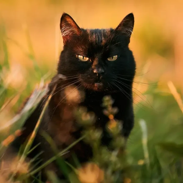 Bombay-Cat 07