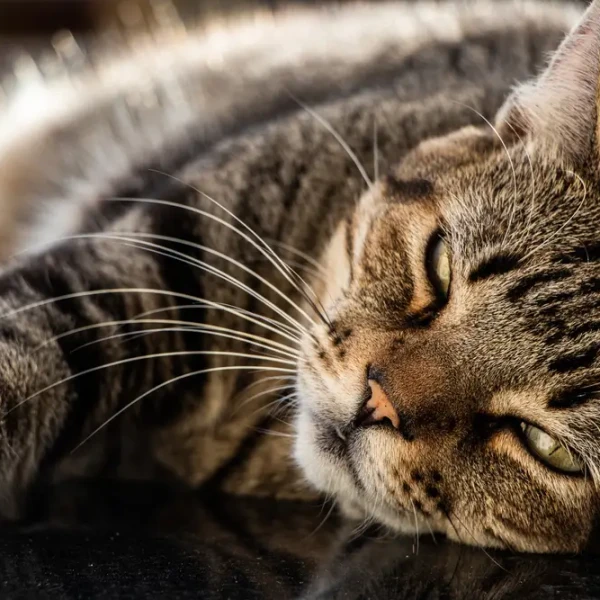 Un chat brésilien pas comme les autres : le Brazilian Shorthair