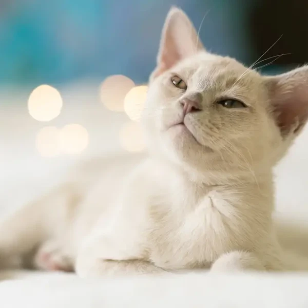 Burmese