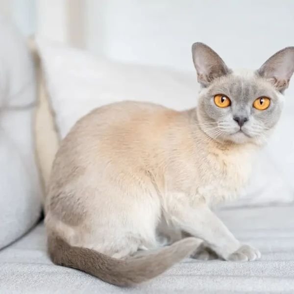 Burmese : un chat qui a du chien