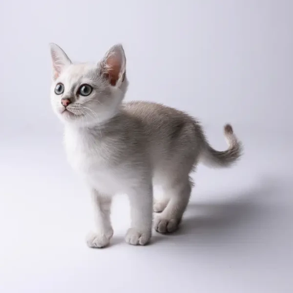 Burmilla 03