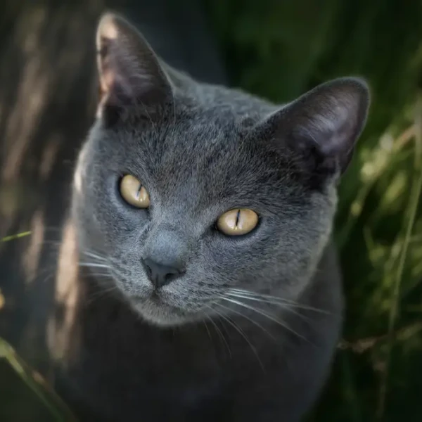 Chartreux 01