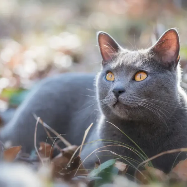 Chartreux 02