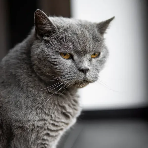 Chartreux 03