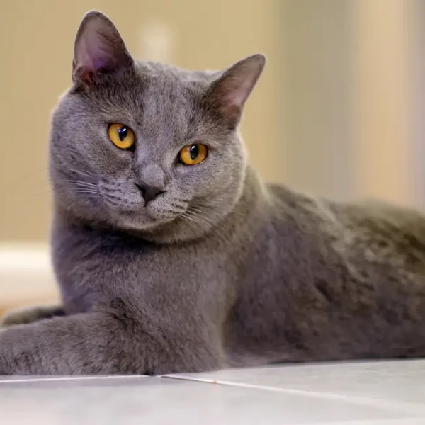 Chartreux 04