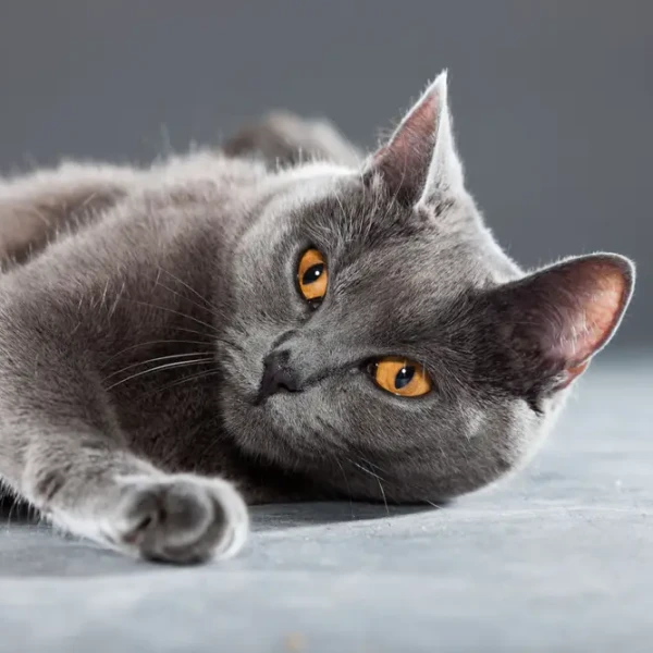 Chartreux 05