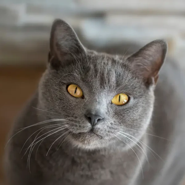 Chartreux 06