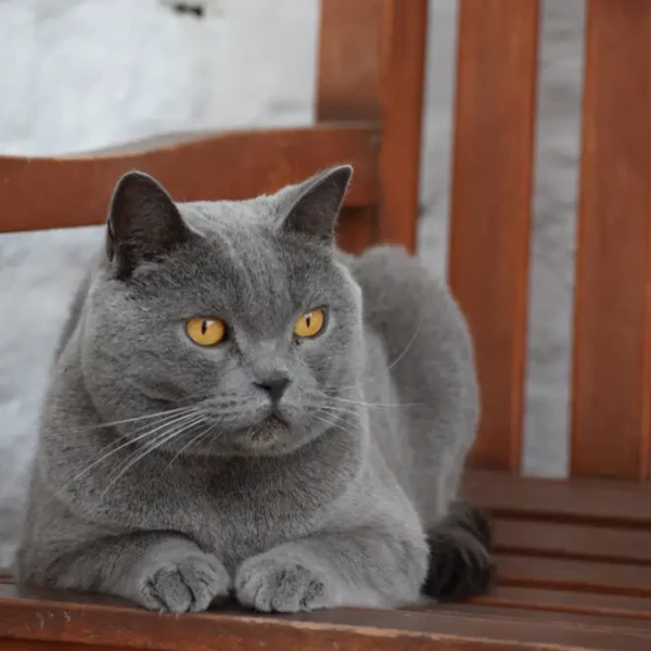 Chartreux 07