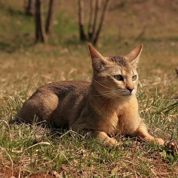 Chausie 01