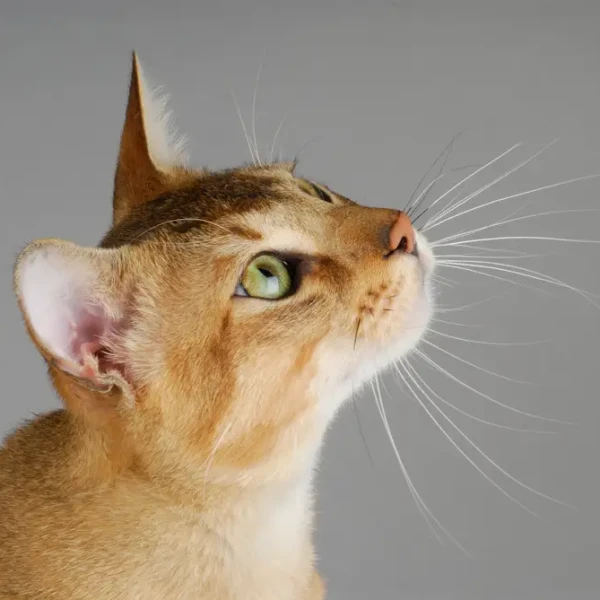 Chausie 02