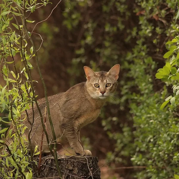 Chausie 03