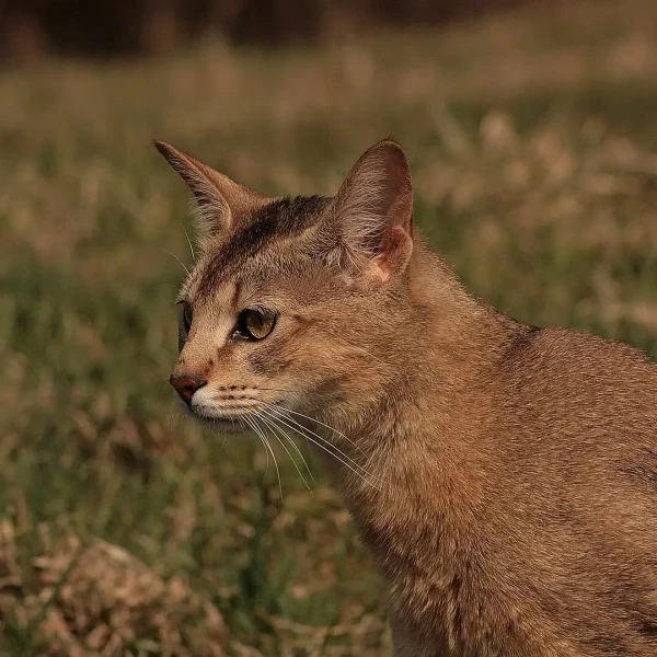 Chausie 04
