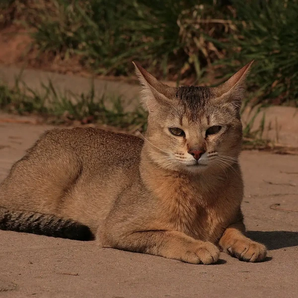 Chausie 05