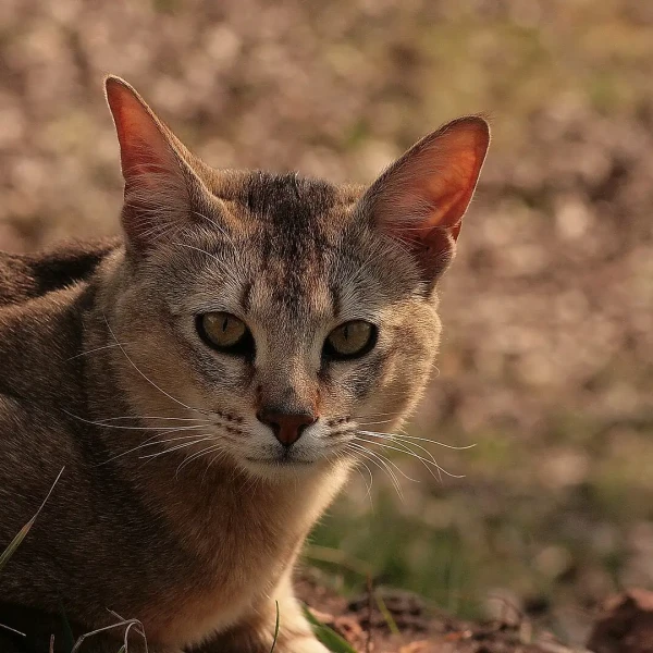 Chausie 06