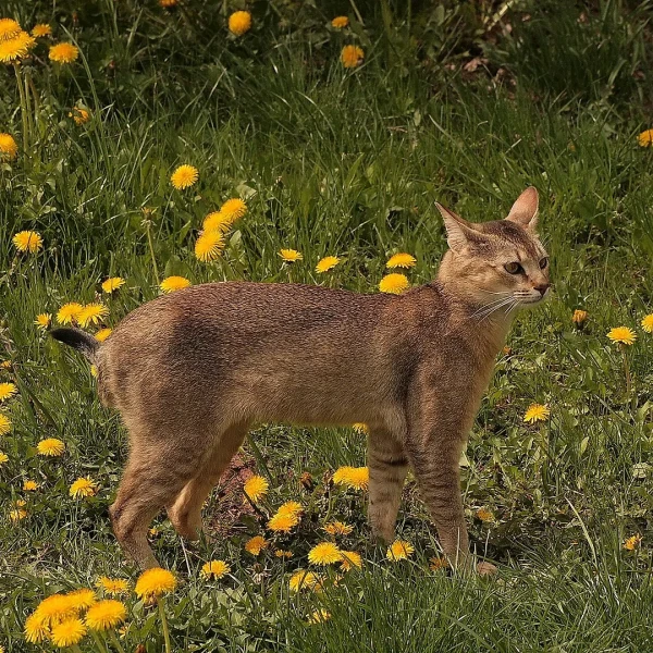 Chausie 07