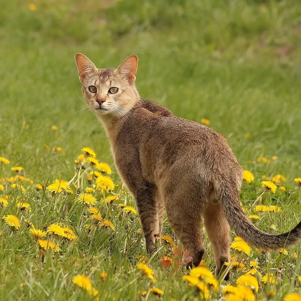 Chausie 08