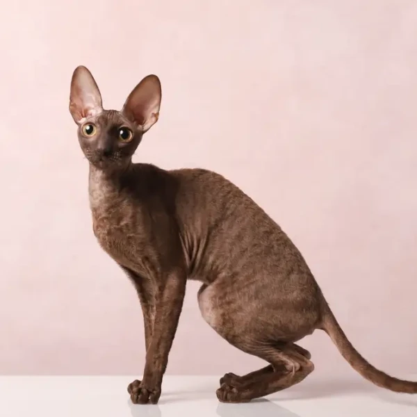 Cornish Rex