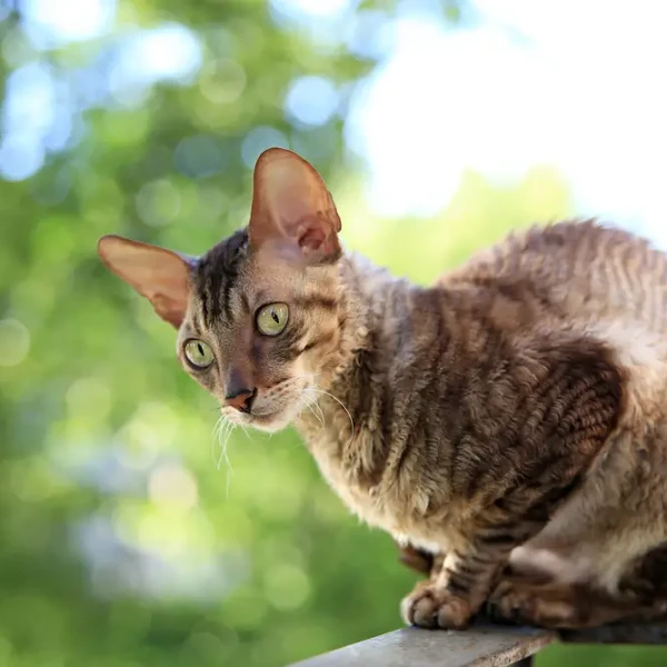 Cornish Rex : une mutation écologique au poil