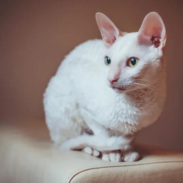 Cornish Rex
