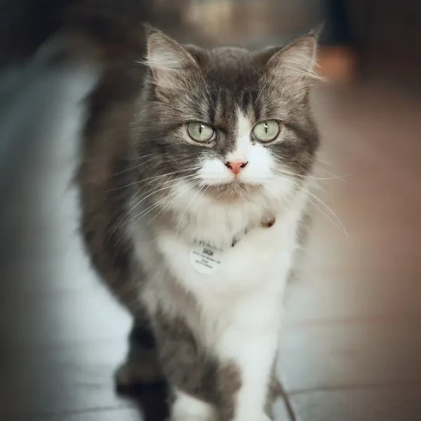 Cymric-Cat 01